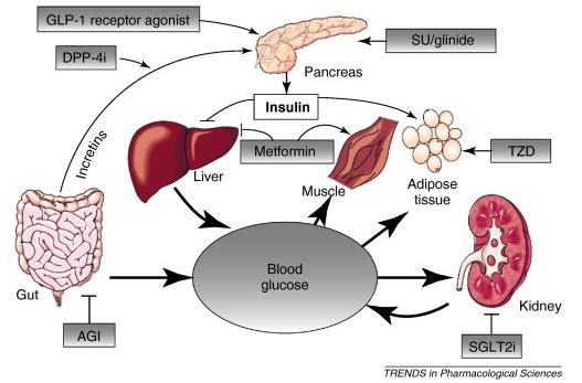 Böbreğin Novel glukoz antidiabetic homoestasisine katkısı drugs ve diyabet patogenezindeki rolü yeni anlaşıldı: SGLT2i proksimal tübüllerde glukoz