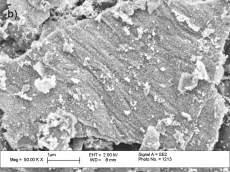 On the other hand, high magnification SEM image of TiO2-NrGO nanocomposite (shown in Fig.
