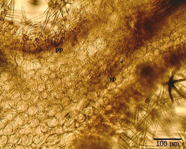 Her iki epiderma üzerinde amaryllis tipi stoma mevcuttur. Yaprak alt ve üst yüzünden alınan kesitler üzerinde yapılan incelemelerde (Şekil 6), stomaların 4 komşu hücre ile çevrildiği görülmüştür.