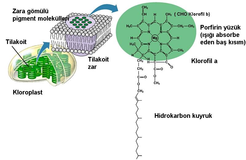 Klorofilin değişik çeşitleri olup en önemlileri klorofil a ve klorofil b dir.