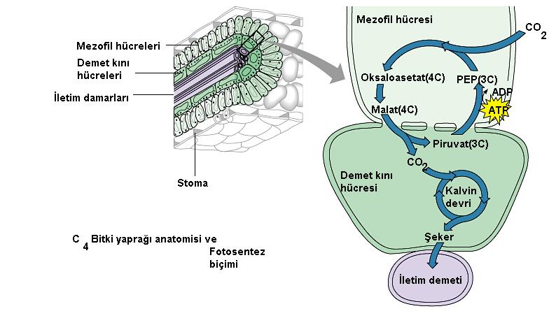 Sıcak iklimlerde yaşayan bitkilerde görülür. Düşük CO 2 yoğunluğunda fotosentez 2 yaparlar.