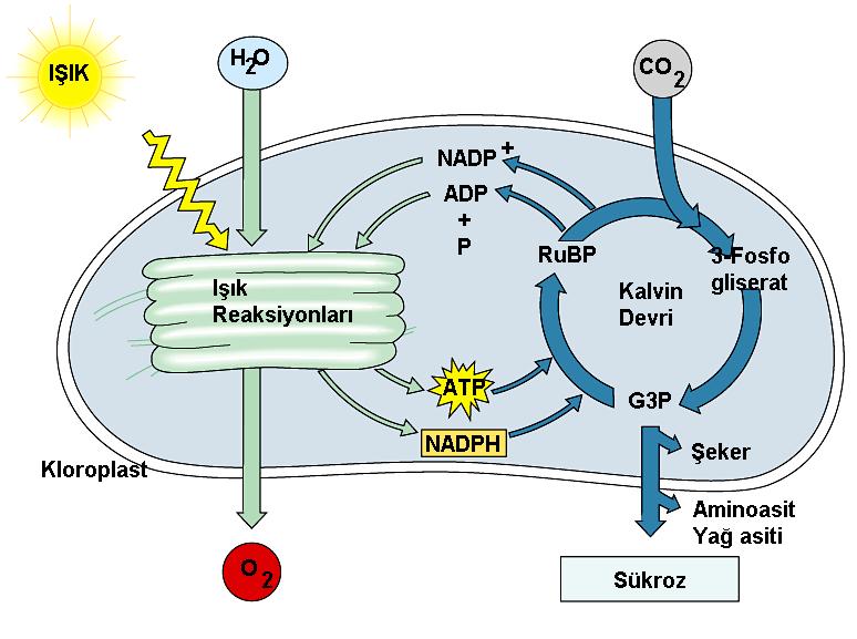 Fotosentez ışık reaksiyonları ve calvin döngüsü (sentez evresi) reaksiyonlarından oluşur.