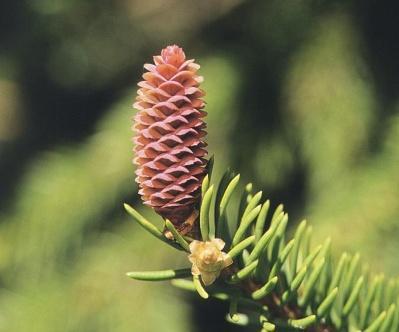 yapraklı Abies Picea Sadece uzun