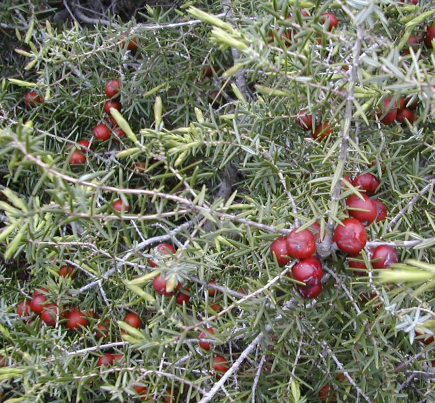 kanatlı ve çok sayıda.cupressus 1.