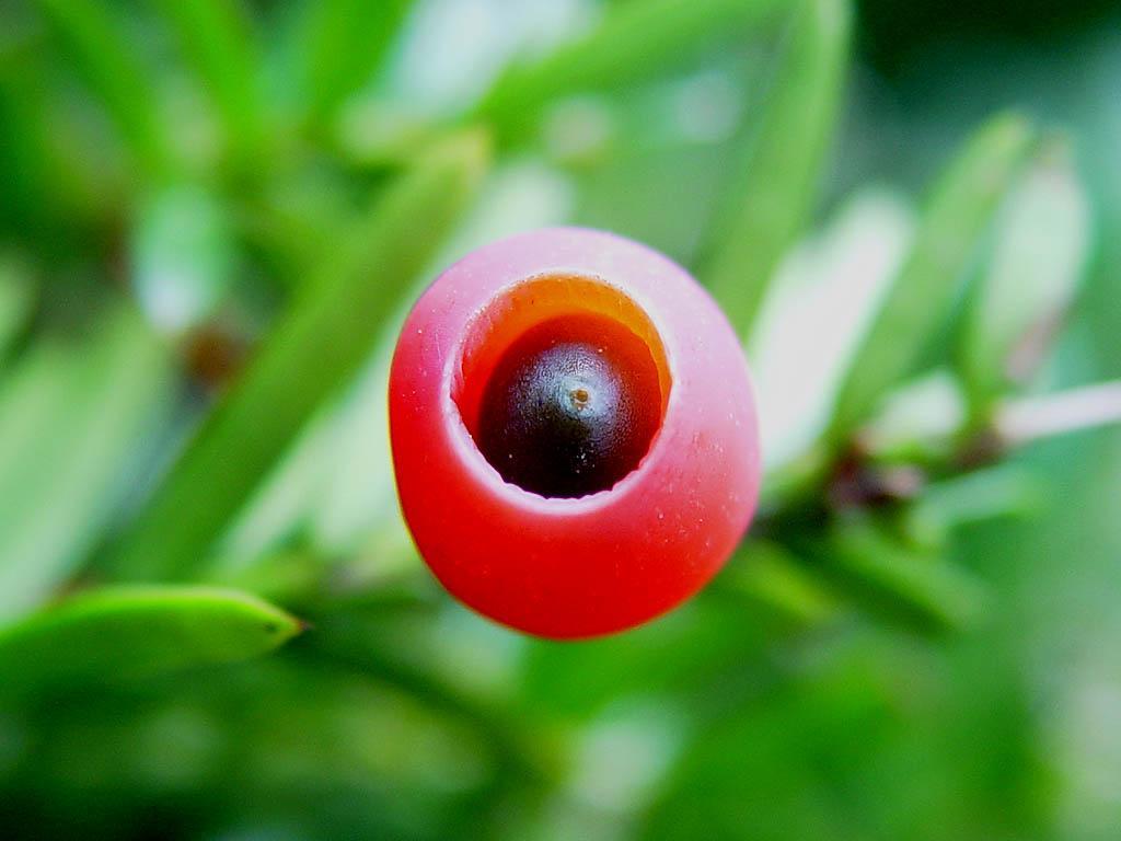 Familya: Taxaceae Cins: Taxus Tür: Taxus brevifolia Türkçe Adı: