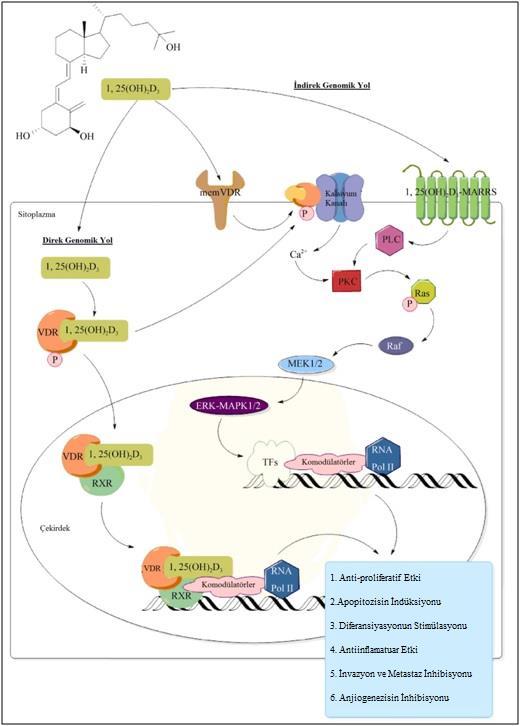 Şekil 3: D Vitamininin Kanser Patogenezindeki Rolü (47) Anti-proliferatif etki, D vitamininin en çok bilinen kanser önleyici etkisidir.