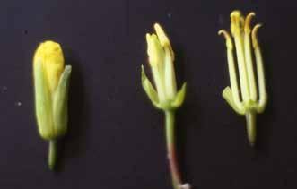 Çiçeklenme taç yapraklarla erkek organların sapcık kısımlarının hızlı bir şekilde büyümesi ve anterlerin dişicik tepesine ulaşması ile meydana gelir (Dixon 2007).