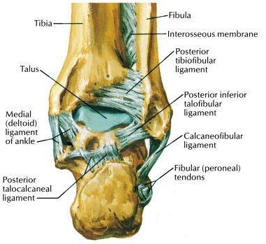 Aşil tendonu (Kalkaneal tendon): Soleus ve gastroknemius kaslarının tendonlarının birleşmesi ile oluşur. Kalkaneusun posteroinferiorunda sonlanır. Vücuttaki en kalın ve en kuvvetli tendondur.