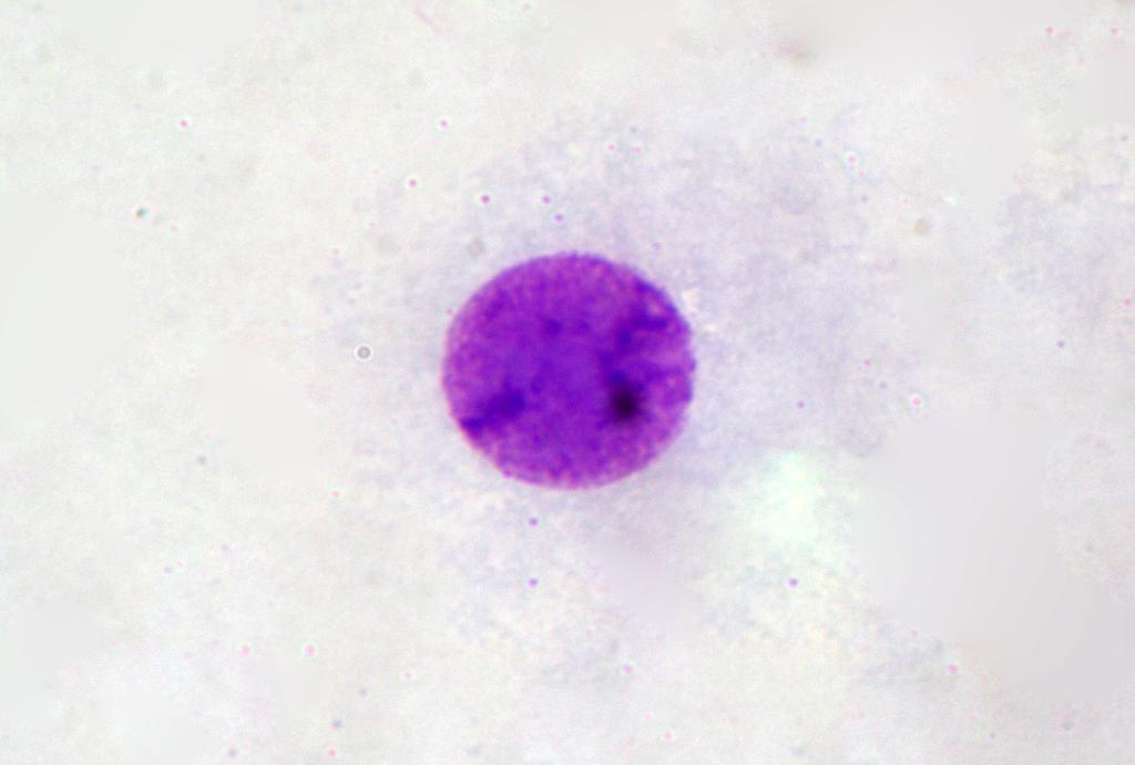 3. MATERYAL VE METOD Erman Salih İSTİFLİ multinukleuslu (>2) hücrelerin sayılmasıyla yapılır. Nukleus bölünme indeksi (NBI) Eastmond ve Tucker (1989) tarafından önerilen formüle göre hesaplanmıştır.