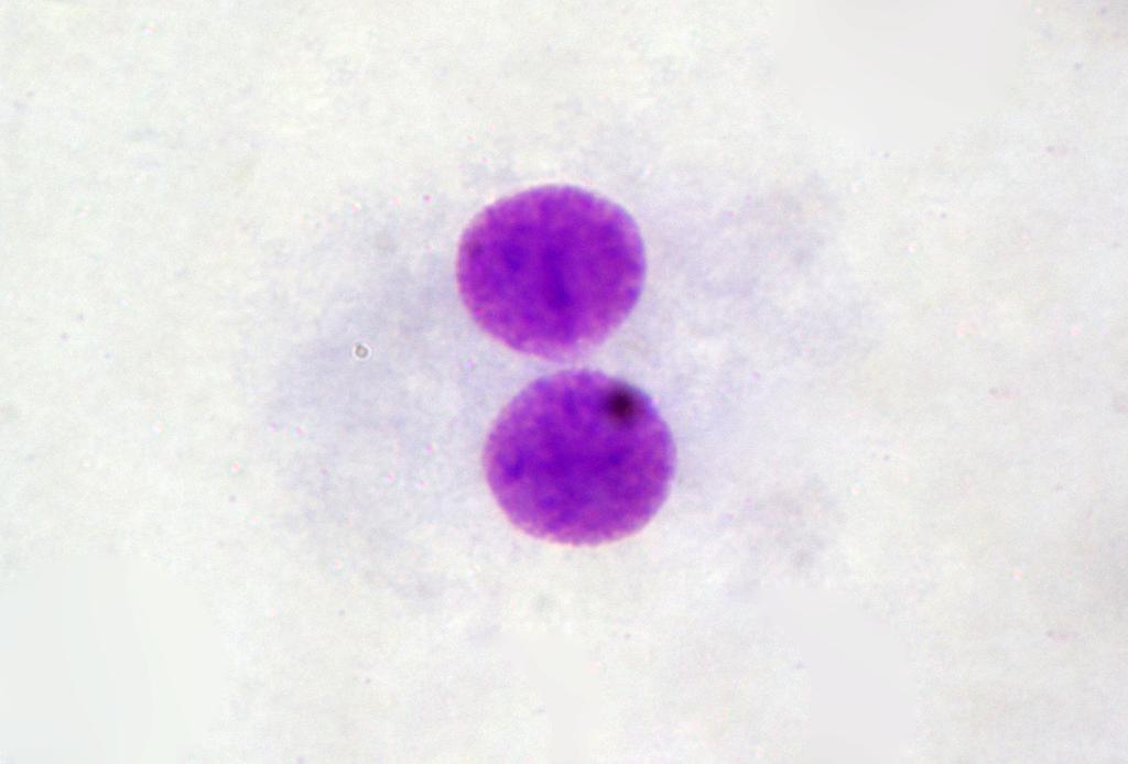 3. MATERYAL VE METOD Erman Salih