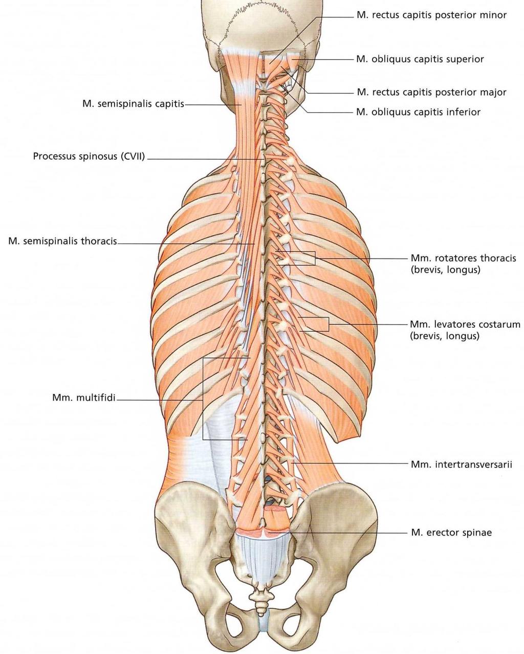 8 ġekil 2.3. Sırt Kasları [24] Karın ön, arka ve dıģ duvarının kasları m. rectus abdominus, m. obliquus externus abdominus, m. obliquus internus abdominus, m. psoas major, m. psoas minor ve m.