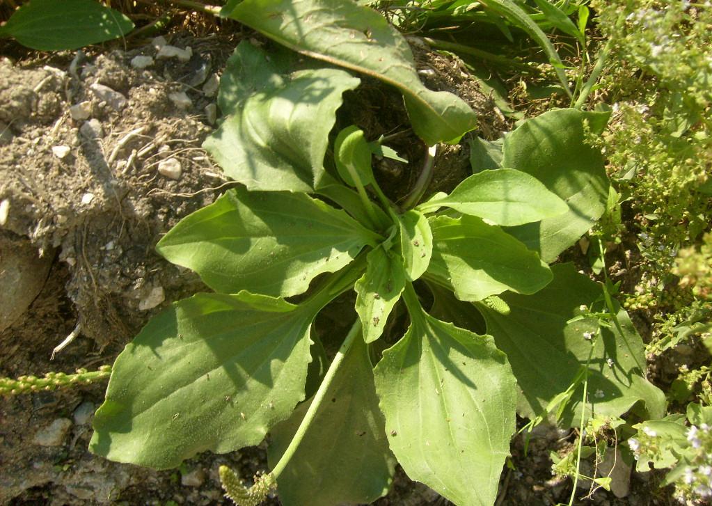 Monograf no: 43 Latince adı : Plantago major L. subsp. intermedia (Gilib.