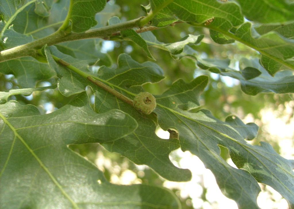 Monograf no: 47 Latince adı : Quercus pubescens Willd.