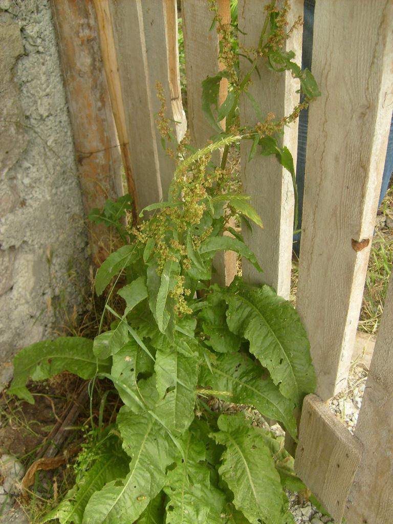 Monograf no: 50 Latince adı : Rumex crispus L.