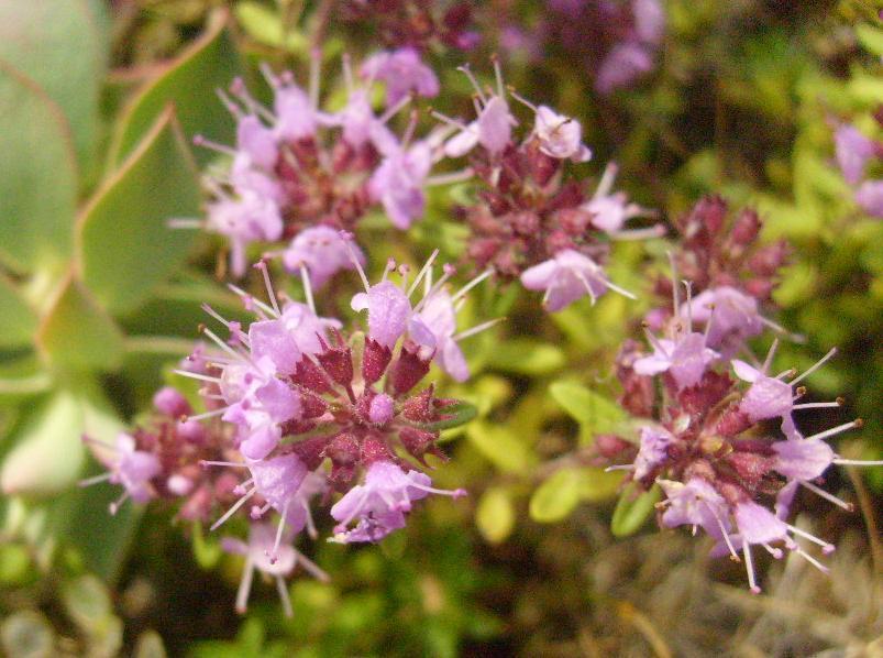 Monograf no: 59 Latince adı : Thymus longicaulis C. Presl subsp. longicaulis var.