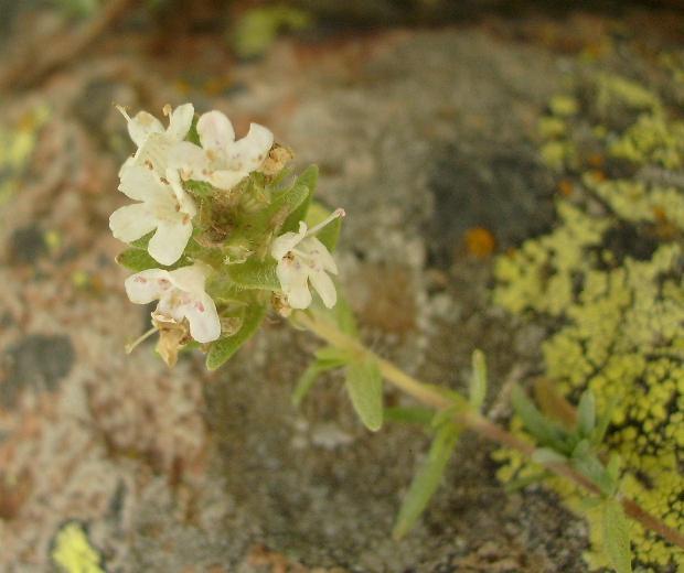 Monograf no: 60 Latince adı : Thymus longicaulis C. Presl subsp. longicaulis var.