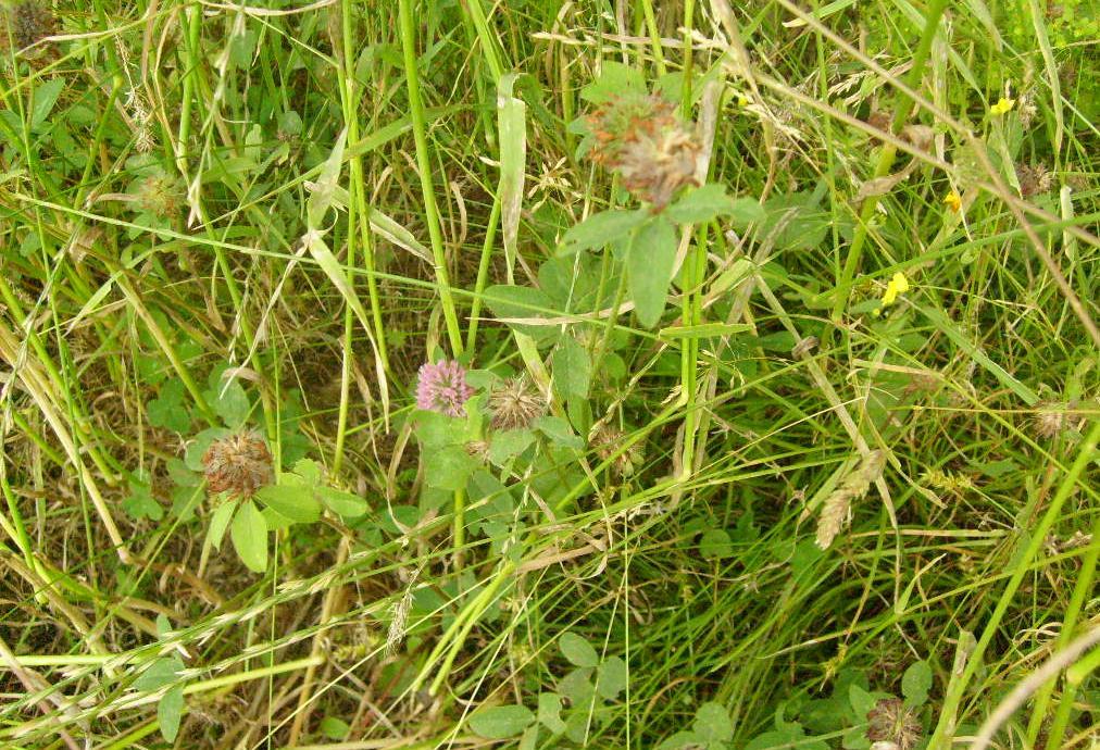 Monograf no: 63 Latince adı : Trifolium fragiferum L. var.