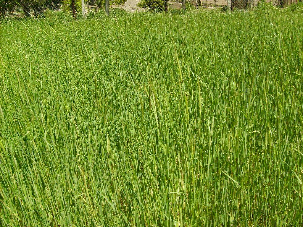 Monograf no: 65 Latince adı : Triticum sp.