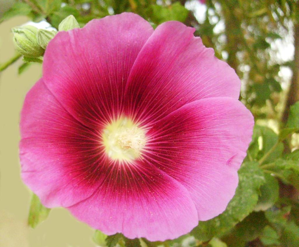 Monograf no: 2 Latince adı : Alcea rosea L.