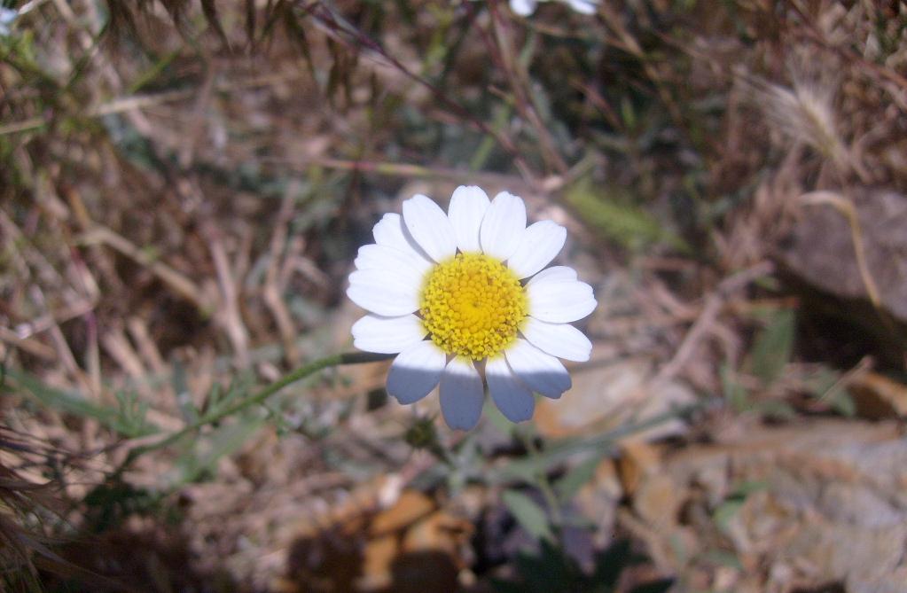 Monograf no: 6 Latince adı : Anthemis tinctoria L. var. pallida DC.