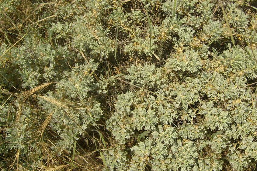 Monograf no: 8 Latince adı : Astragalus microcephalus Willd.