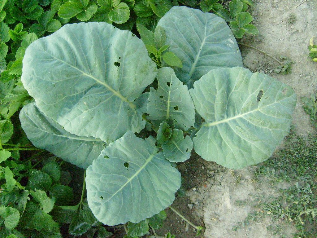 Monograf no: 10 Latince adı : Brassica oleracea L.