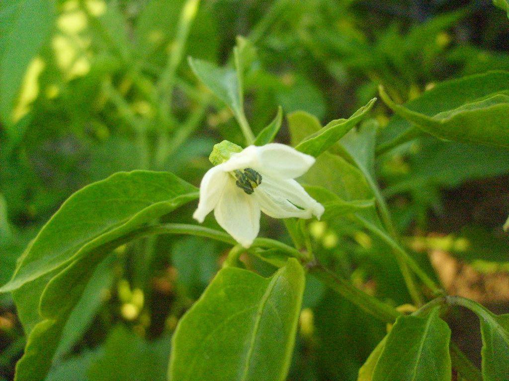 Monograf no: 11 Latince adı : Capsicum annuum L.