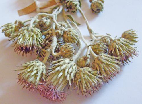 veya gölgede kurutulmuģ birer avuç mayasıl otu çiçeği, ısırgan (Urtica dioica L.), ısıtma otu (Sinapis arvensis L.