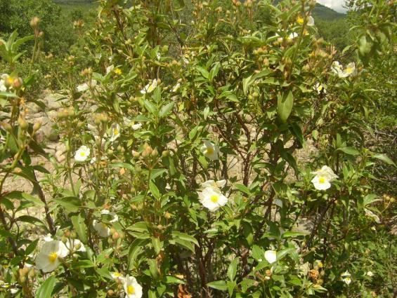 Monograf no: 14 Latince adı : Cistus laurifolius L.