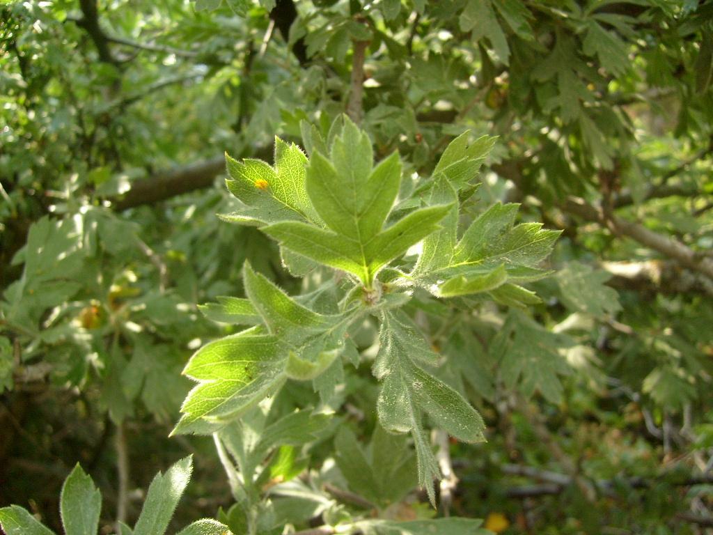 Monograf no: 16 Latince adı : Crataegus orientalis Pallas ex Bieb. var.