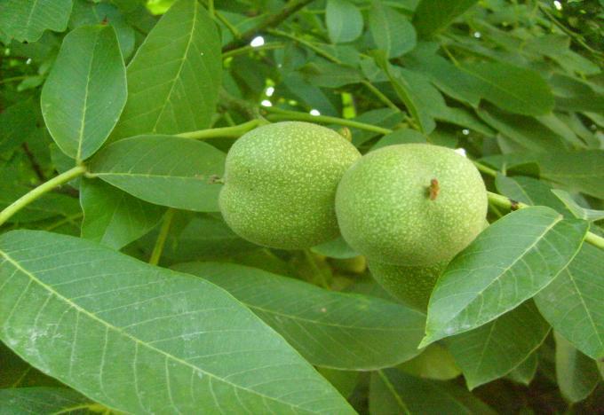 birer avuç ceviz yaprağı, beyaz dut (Morus alba L.) yaprağı ve ısırganın (Urtica dioica L.) toprak üstü kısımları konulup ısıtılır.