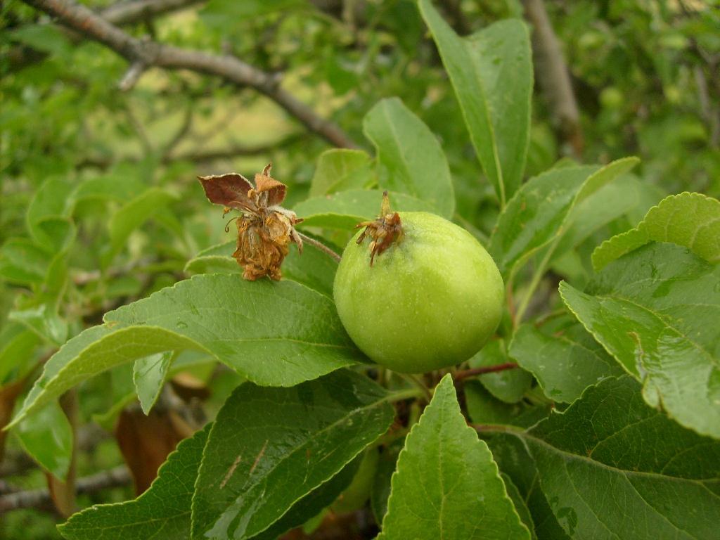 Monograf no: 29 Latince adı : Malus sylvestris Miller Familyası : Rosaceae Yerel adı : Elma Kullanılan kısmı : Meyve, meyve kabuğu Kullanım amacı, uygulanışı (yöre) : Nefes darlığı ve göğüs