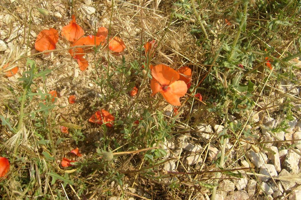 Monograf no: 38 Latince adı : Papaver dubium L.