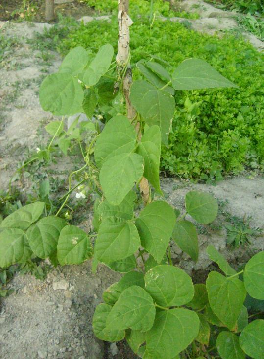 Monograf no: 39 Latince adı : Phaseolus vulgaris L.