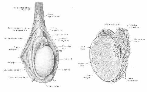 v.renalis'e dökülür.