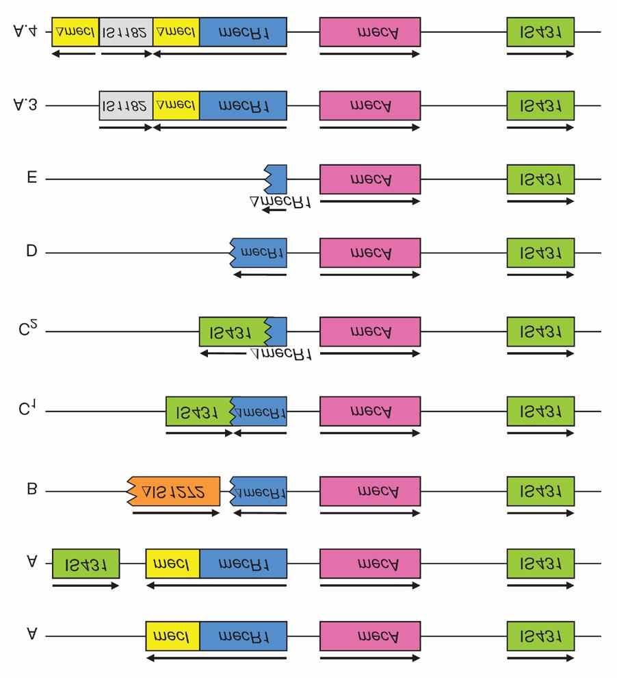 Şekil 1.1.Stafilokoklarda mec geni sınıfları (Hanssen ve ark 2006). 1.10.3.
