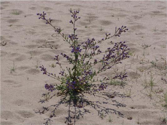 Elde edilen verilere göre İğneada Bulgaristan sınırına çok yakın olmasına rağmen kıyı kumulunda populasyonu iyi durumda olan üç endemik tür (Centaurea kilaea, Silene sangaria, Crepis macropus)