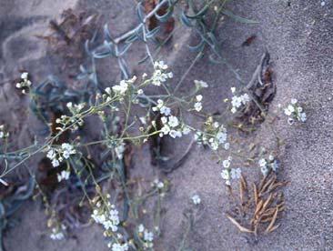 31) (Orjinal 2006), Peucedanum obtusifolium, Calystegia soldanella, Jasione heldreichii, Glaucium flavum, Polycnemum verrucosum ve Crambe maritima gibi bitkiler bulunur.