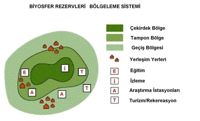 Şekil 2.2 Biyosfer rezervleri bölgeleme sistemi (Hadley 2001 den değiştirilerek).