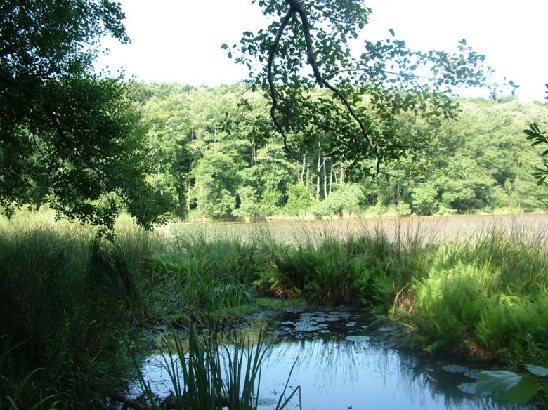 Orman içindeki alüvyal düzlüklerde ise iki orman içi göl Hamam ve Pedina gölleri bulunmaktadır (Şekil 5.17). Şekil 5.