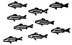 TİPTE ÇİZGİSİ Mİ VARDIR)? a) evet b) hayır SEBEP: 1. büyük veya küçük balıkların geniş veya dar çizgileri olabilir. 2.