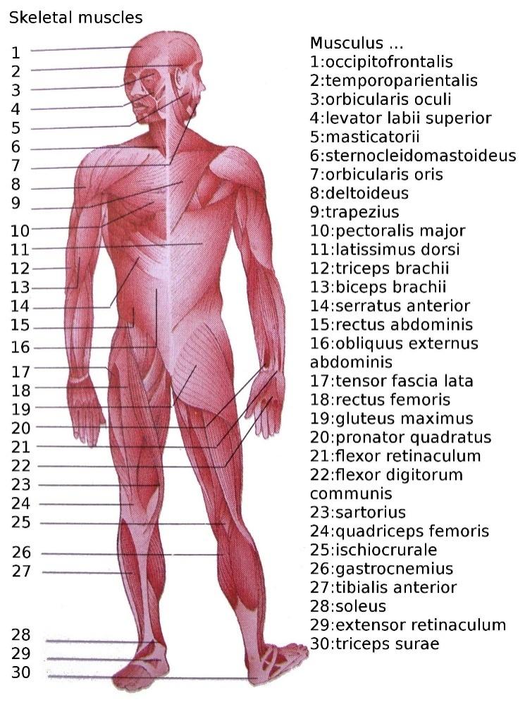 Kaslar: ~300 iskelet kası (aşağı