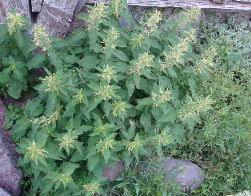 Latince adı : Urtica dioica L.