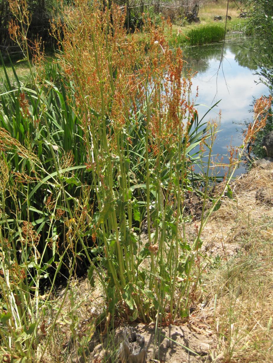 Latince adı : Rumex scutatus L.