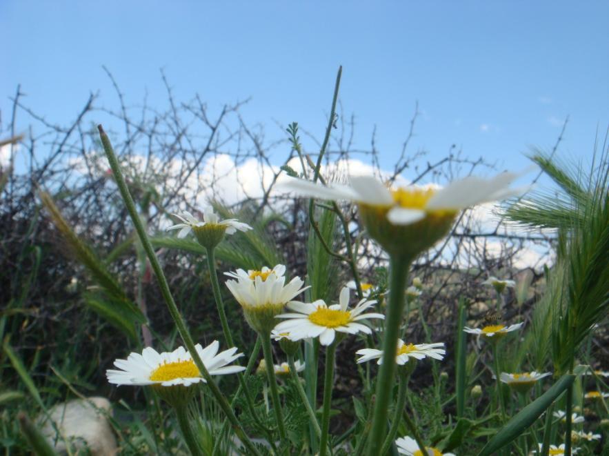 Latince adı : Anthemis tinctoria L. var. pallida DC.