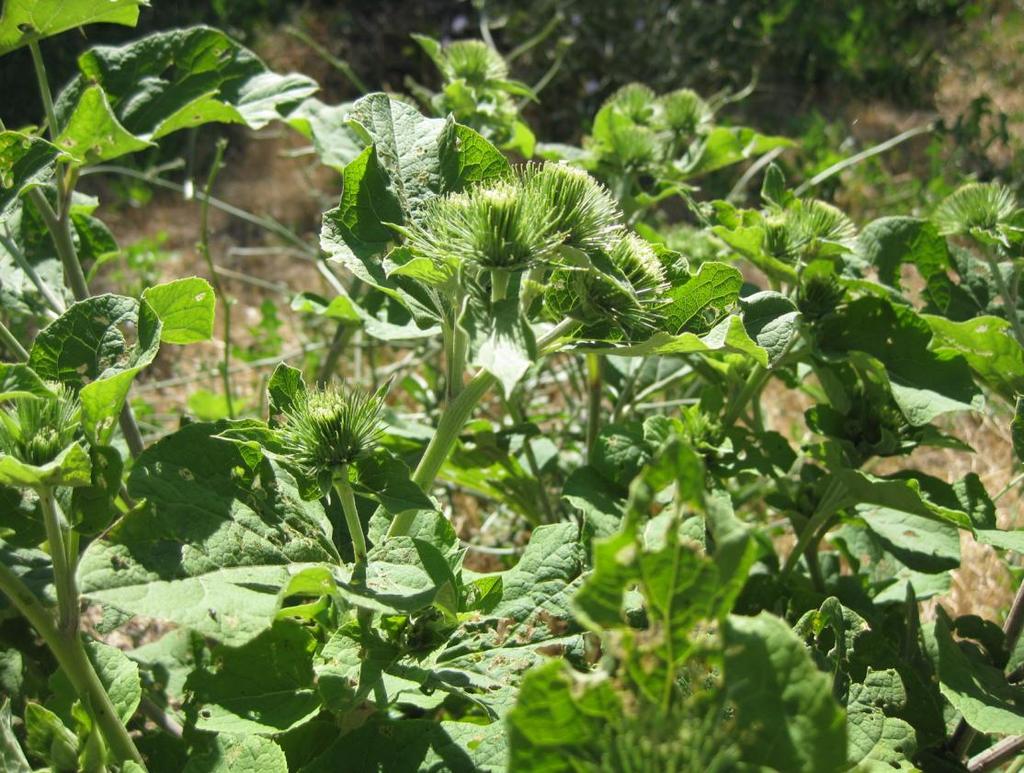 Latince adı : Arctium minus (Hill) Bernh.