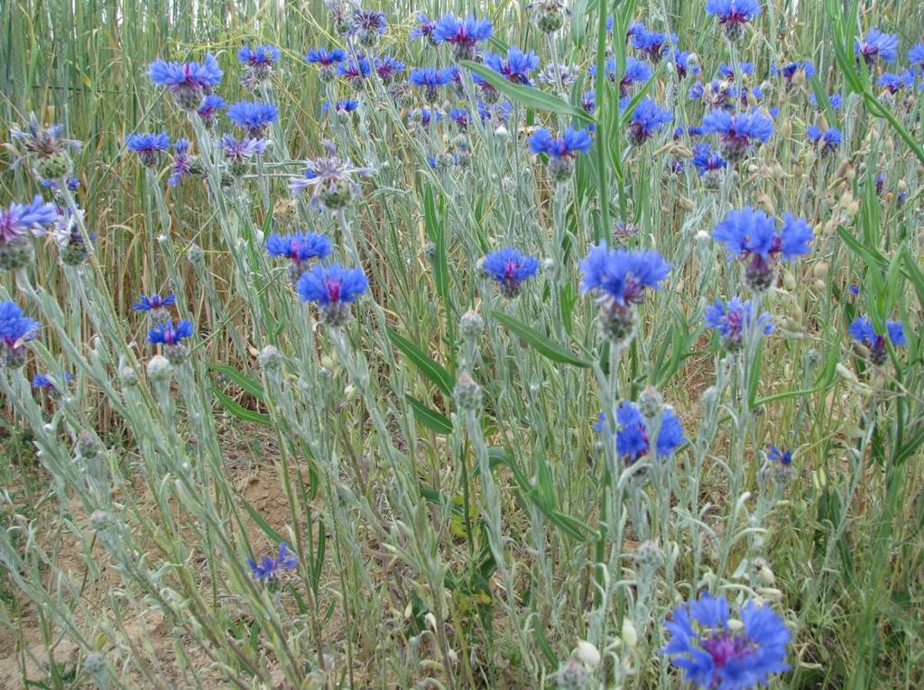 Fotoğraf: Doç.Dr.Galip Akaydın Latince adı : Centaurea depressa Bieb.