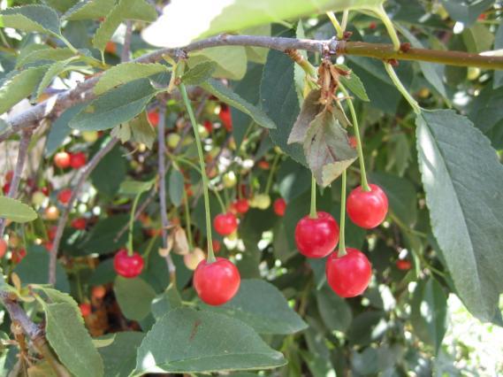 Latince adı : Cerasus vulgaris Miller Familyası : Rosaceae Yerel