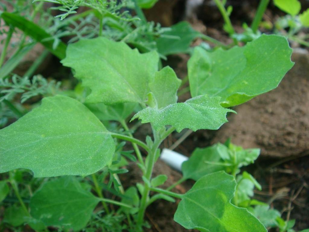 Latince adı : Chenopodium album L.