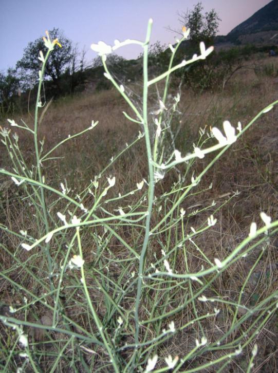 Fotoğraf: Doç.Dr.İlhan Gürbüz Fotoğraf: Doç.Dr.İlhan Gürbüz Latince adı : Chondrilla juncea L.